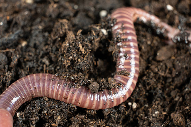 istock Close-Up of Red and Pink Banded Compost Worm 2218723826