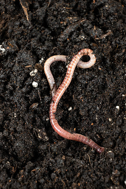 istock Top view of earthworm Eisenia fetida macro vertical shooting 2218723837
