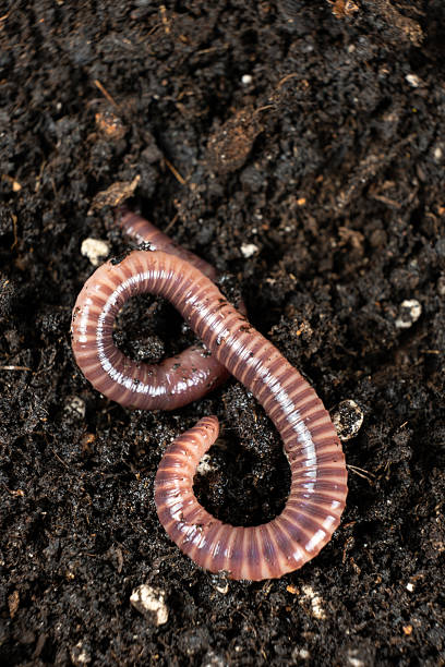 istock Top view of earthworm Eisenia fetida macro vertical shooting 2218723838