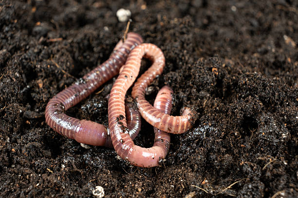 istock Earthworms on Soil Close-Up Macro View 2218723851