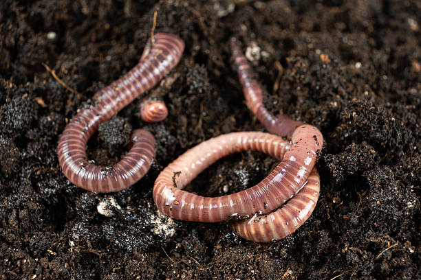 istock Live Bait Earthworms Ready for Fishing Hook 2218723853