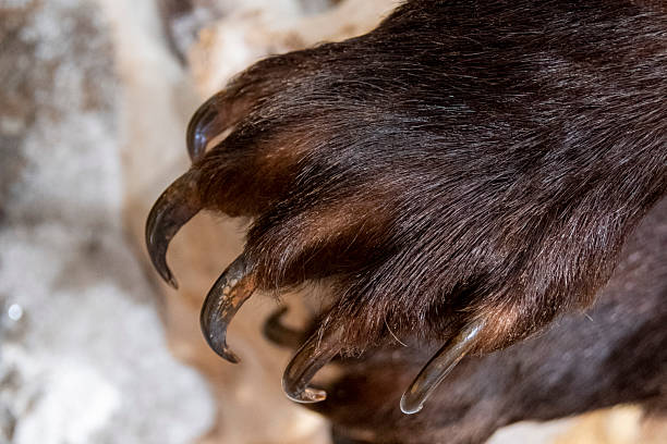 istock Taxidermy Bear Claws 2218723897