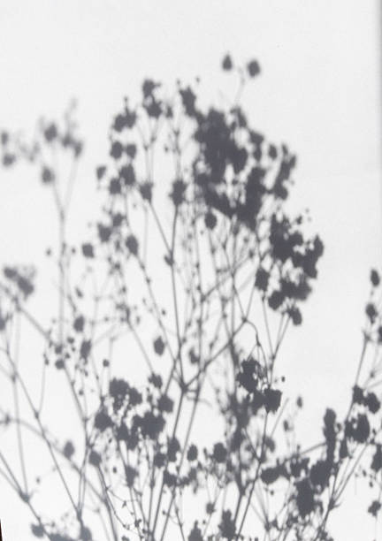 istock Botanical Shadow on White Wall Minimalist Natural Background 2218723903