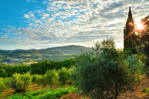 A stunning sunrise illuminates the rolling hills of Tuscany, with golden sunlight streaming through a tall cypress tree and creating dramatic rays across a cloudy sky. The foreground features lush olive groves and Mediterranean vegetation, while distant mountains and valleys stretch across the peaceful Italian countryside.