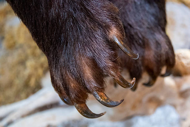 istock Taxidermy Bear Claws 2218725340
