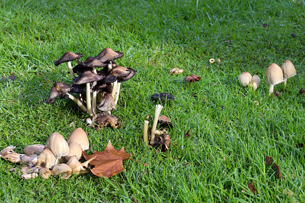 istock wild mushrooms growing in lawn 2218726648