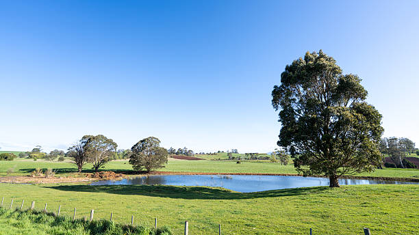 istock pond with trees around it in Tasmania, Australia 2218727564