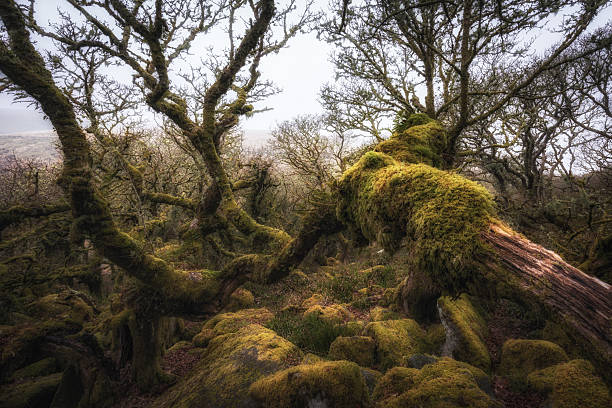 A cold damp morning in the woodland
