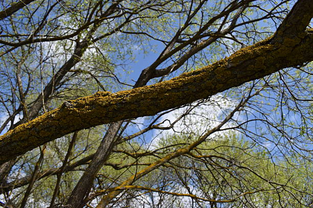 An old tree with old branches filled with growing green and yellow moss. Mossy branch of an ancient tree, close-up. Epic forest scene. Concept art, fantasy, mythology, fairy tale, environmental theme