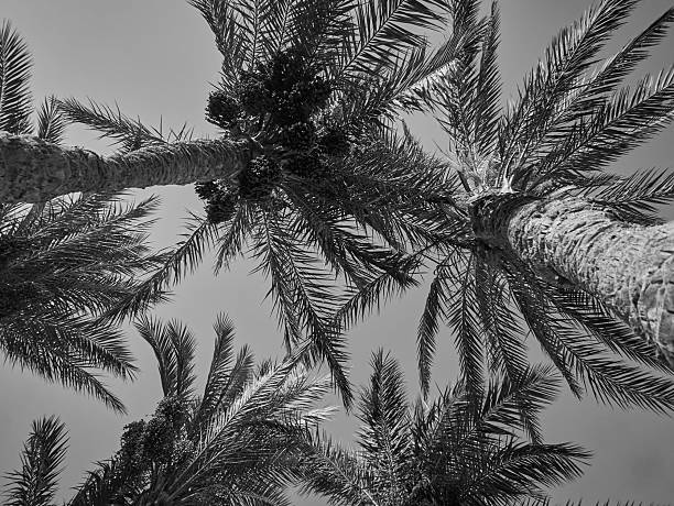 istock palm trees grow against the blue sky 2218733450