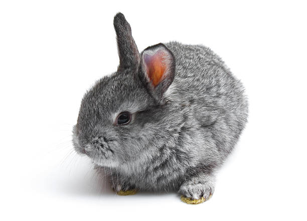 Happy New Year of rabbit isolated on a white background