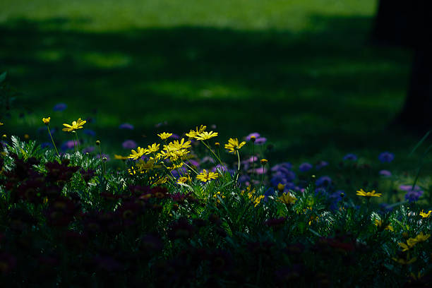 istock Flowers and Forests 2218736601