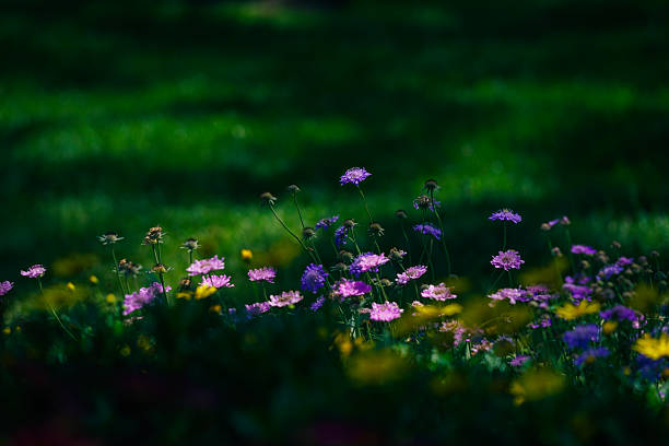 Flowers and trees in the spring garden