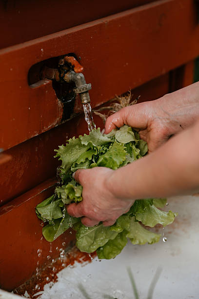istock Hands Washing Fresh Lettuce Under Outdoor Faucet 2218736699