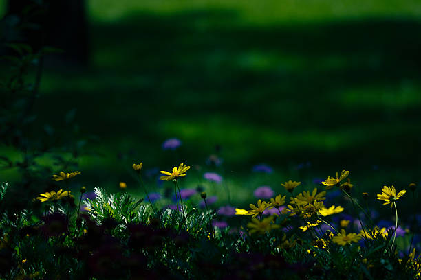 istock Flowers and Forests 2218736716