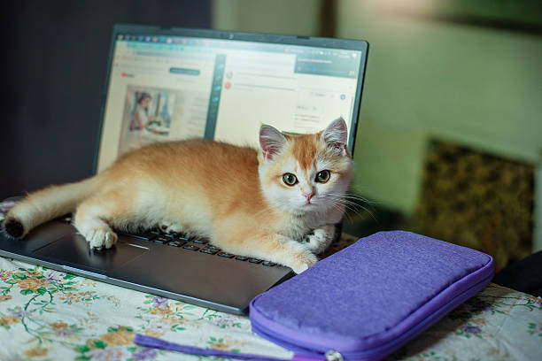 A golden gradient kitten with cute big eyes