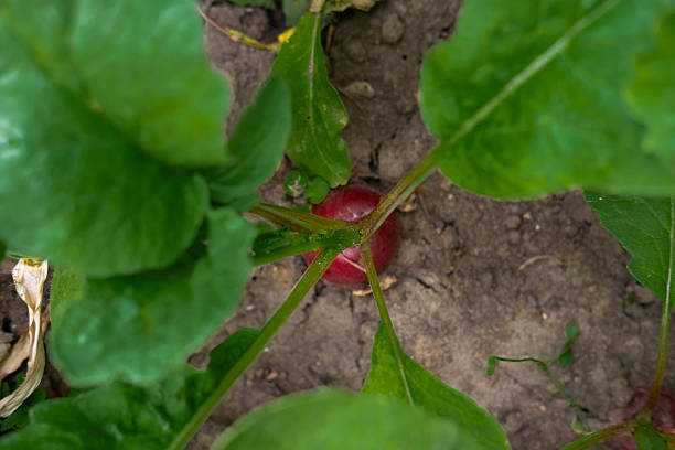 Fresh rFirst young radishes with tender greens against fresh foliage. Symbol of spring and organic farming. Great for seasonal content and eco-themesadishes with green leaves. High quality photo