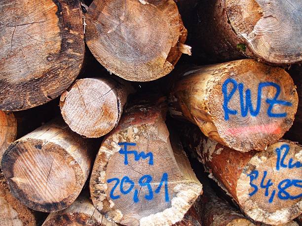 istock Labeled log ends of stacked logs 2218739601