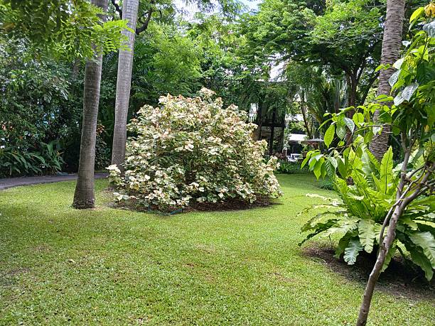 istock Large variegated shrub in the garden 2218739950
