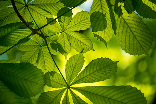 Chestnut tree with spring green leaves, seasonal natural background