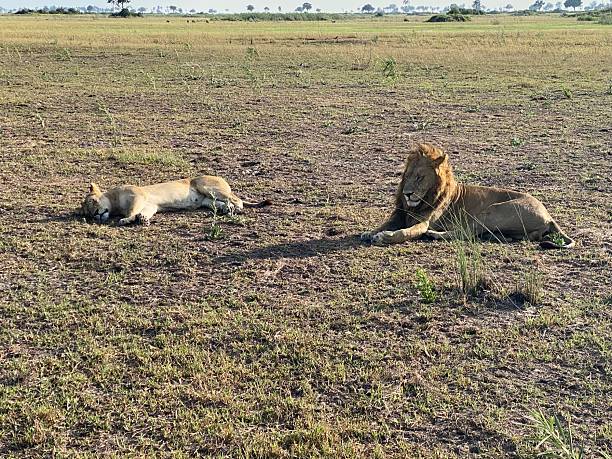 istock Male and female lion resting 2218746995