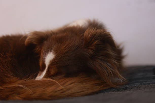 Close up shot of a pretty young bicon frise dog snoozing contentedly on the warm concrete stable yard on a sunny day.