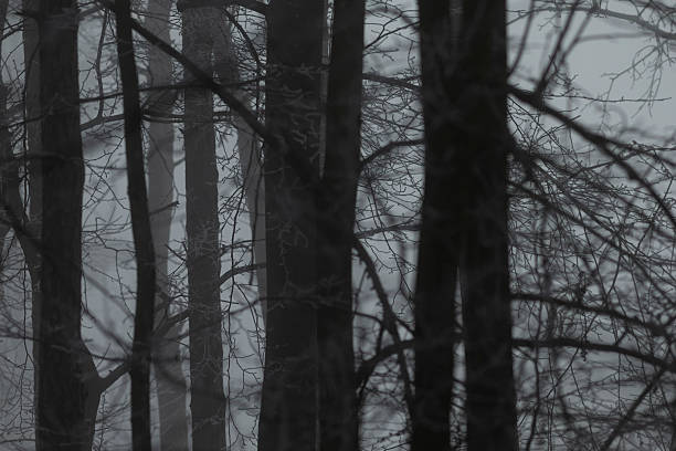 Bare tree forest on hillside in winter