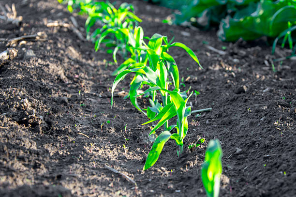 Vibrant young corn plants rise from dark, fertile soil, illuminated by warm sunlight in a vast agricultural field.