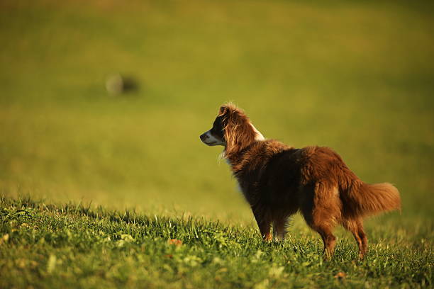 Brown and white dog is standing in a grassy field. The dog is looking to the right