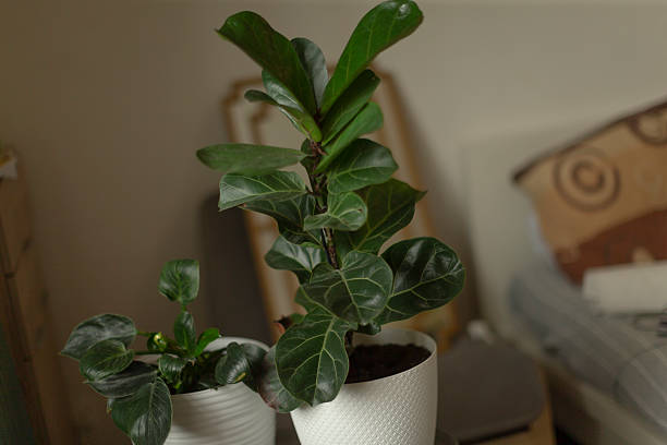 Indoor Houseplants Fiddle Leaf Fig Presented in Elegant White Pots