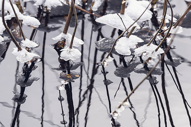 Ice and snow on branches in water in winter close-up.
