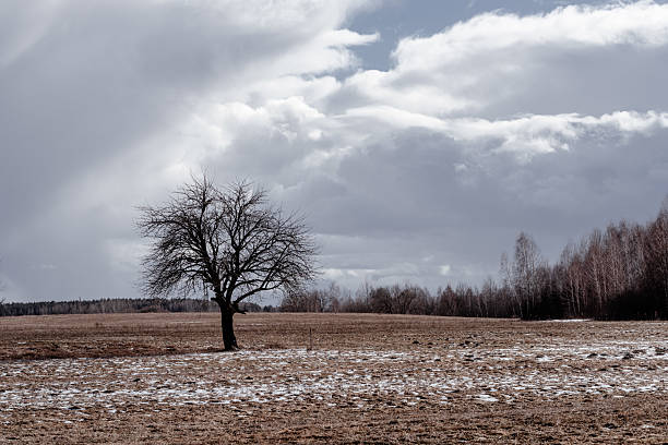 istock Lonely tree in agricultural snowy field in early spring against dramatic cloudy sky. 2218752954