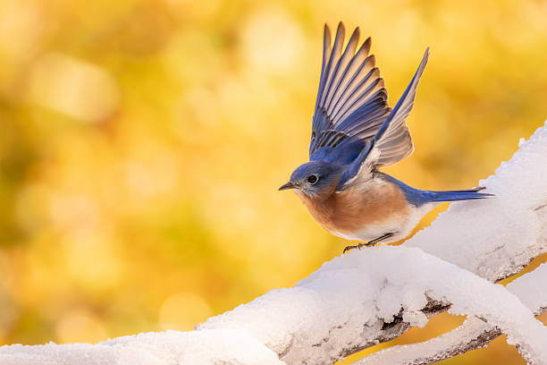 A bluebird perched on a snow covered branch