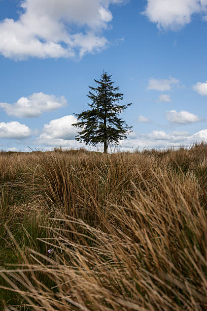 Summer day at Nuns Cross Farm, Dartmoor, under blue skies and fluffy white clouds