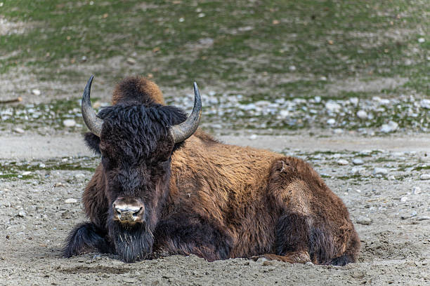 istock American buffalo known as bison, Bos bison in a german park 2218759226