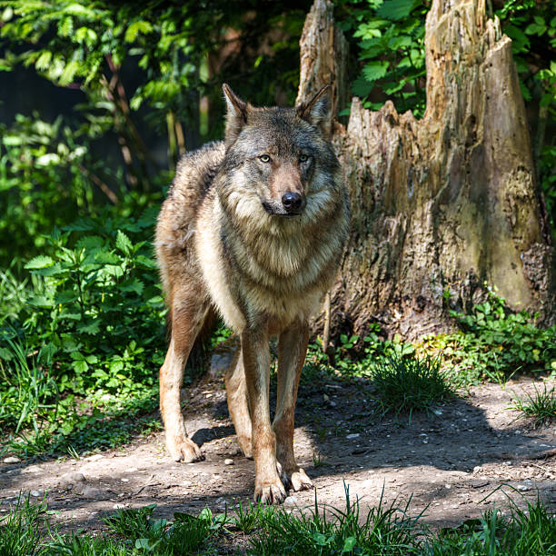 Grey wolf ( Canis lupus ) close up