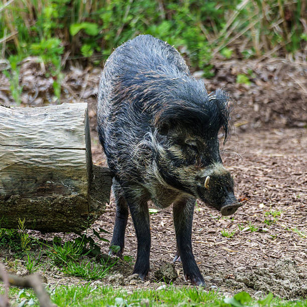 The Visayan warty pig, Sus cebifrons is a critically endangered species in the pig genus Sus. It is endemic to six of the Visayan Islands in the central Philippines.