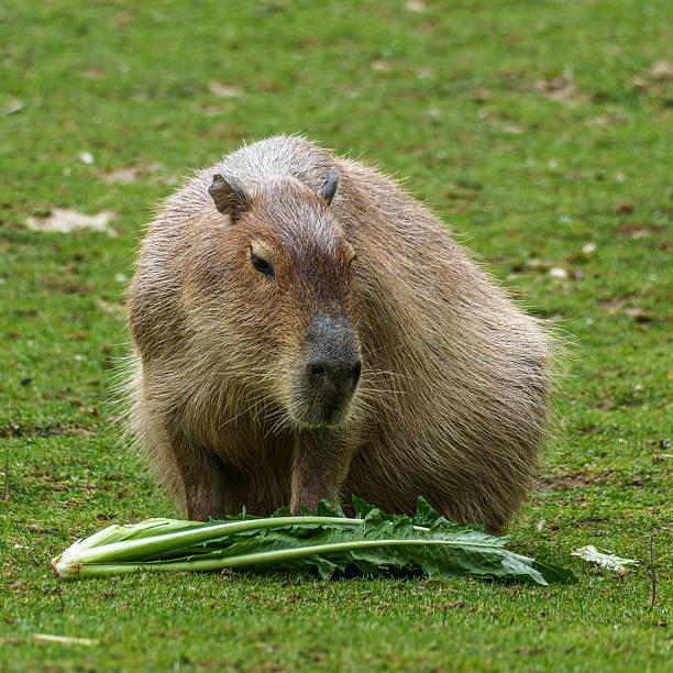 istock Capybara, Hydrochoerus hydrochaeris grazing on fresh green grass 2218759328
