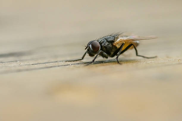 istock Macro Portrait of a Common Housefly 2218759461