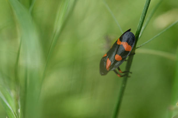 A striking close-up captures a black and orange insect, possibly a planthopper, delicately perched on a vibrant green blade of grass. The shallow depth of field blurs the background, drawing focus to the intricate details and vivid colors of the insect. This serene image showcases the beauty of nature and the delicate balance within the insect's natural habitat.