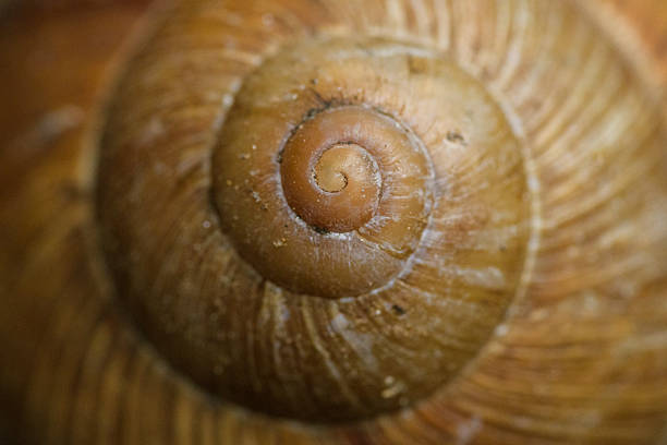 istock Macro Detail of a Snail Shell Spiral 2218759474