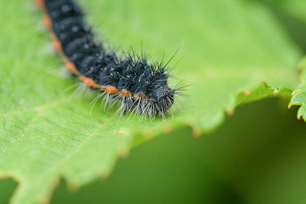 A striking close-up captures a black and orange caterpillar as it crawls across a vibrant green leaf. The intricate details of the caterpillar's hairy body are prominently displayed, creating a captivating macro view of nature. This serene image highlights the beauty of wildlife and the wonders of the natural world.