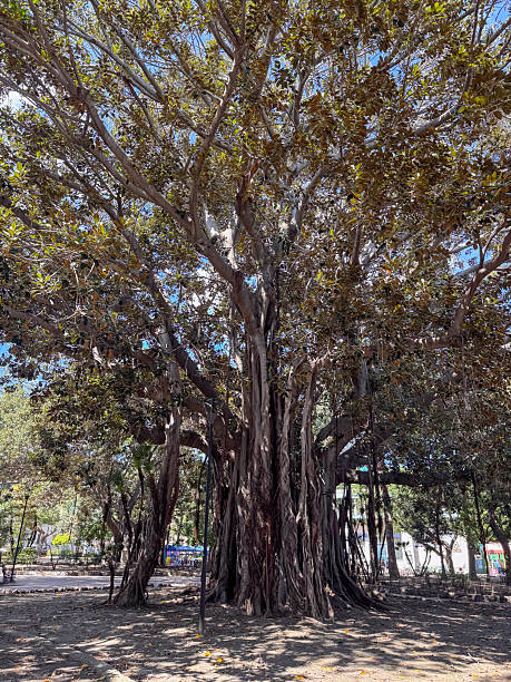 istock A large, sprawling tree dominates the park, showcasing extensive roots and a lush canopy. Visitors stroll in the background, enjoying the sunny weather and natural beauty surrounding them 2218760374
