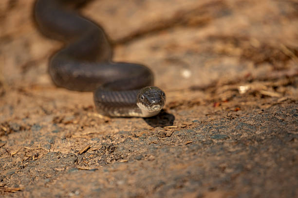 istock Black Rat Snake pauses on its way across the road 2218762872