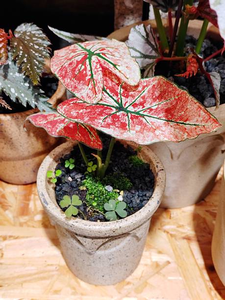 Caladium 'Scarlet Marie'