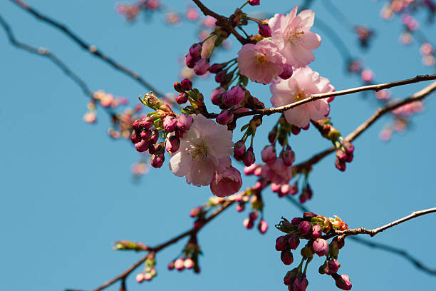 istock Pink cherry blossom(Cherry blossom, Japanese flowering cherry) on the Sakura tree. Cherry blossoms with buds on twigs against a clear blue sky in spring. The natural beauty of flowers 2218767830