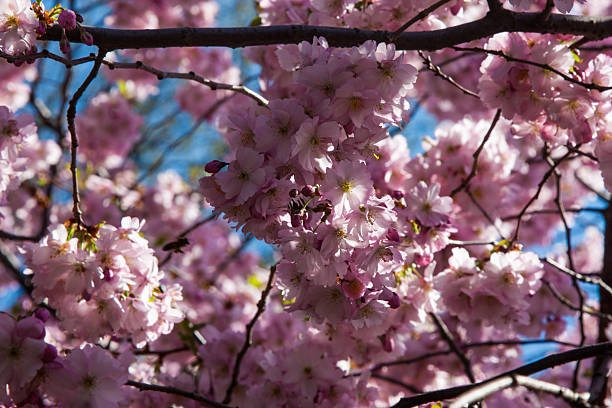 istock Pink cherry blossoms on a blurred green natural background, selective focus on flowers with sunlight. Beautiful Sakura flowers during spring season, Spring cherry blossom, Flora pattern texture 2218767919