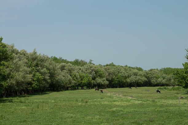A group of horses in a field. Text. Grass. Outdoor. Tree. Sky