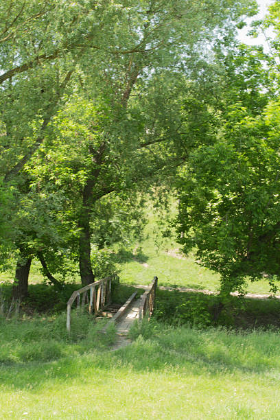A wooden bridge in a grassy area. Tree. Grass. Outdoor. Field. Plant