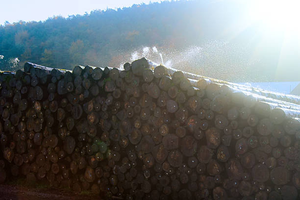 Water pile of logs (stack of logs, log deck). Sprinkler irrigation as way of preserving wood - creating microclimate and oxygen-free environment for fungi and forest pests. Wood industry in France
